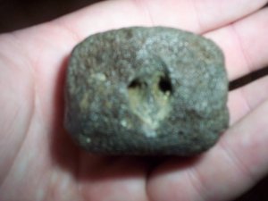 Extinct Whale Tailbone