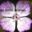 The Perfect Flower