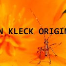 Orange Critter