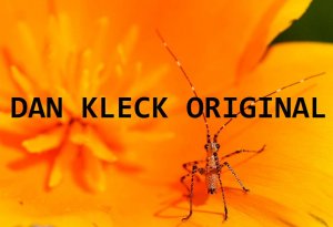 Orange Critter