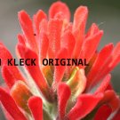 Coral Flower