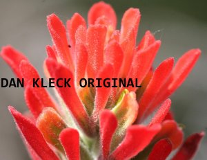 Coral Flower