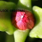 Bud