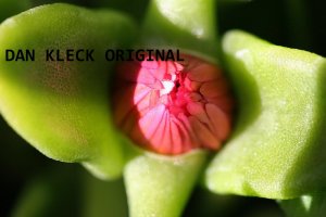 Bud