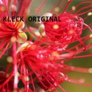Crazy Flowers