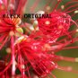 Crazy Flowers