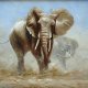 Wildlife, Animals, Pets