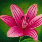 Dolly Madison 6x8 Colored Pencil Original Pencil Painting Drawing Floral Pink Lily Flower Art