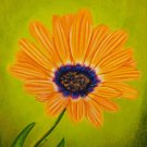 Orange African Daisy 6x8 Colored Pencil Original Painting Drawing Floral Botanical Flower Art
