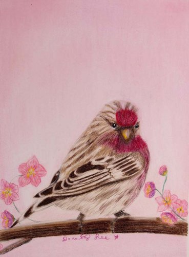 Springtime Visitor 6x8 Colored Pencil Original Painting Drawing Bird Art Redpoll Art Birds