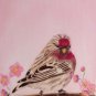 Springtime Visitor 6x8 Colored Pencil Original Painting Drawing Bird Art Redpoll Art Birds