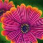 Sunscape Daisies 5x7 Colored Pencil Original Painting Drawing Floral Flower Botanical Art