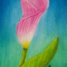Cala Lily 2.5x3.75 ACEO ATC Colored Pencil Original Painting Drawing Floral Flower Botanical