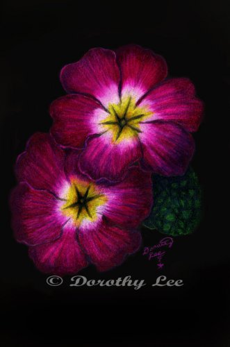 Primrose 6x9 Colored Pencil Original Painting Drawing Floral Flower Botanical Art
