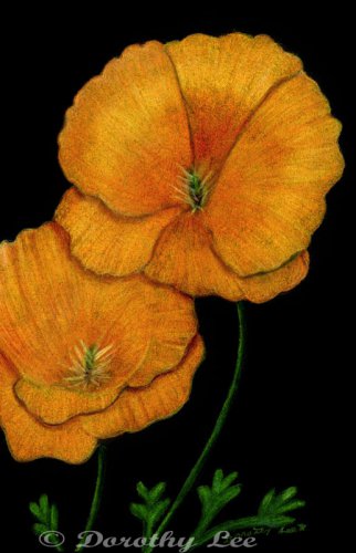 California Poppies 6x9 Colored Pencil Original Painting Drawing Floral Flower Botanical Art