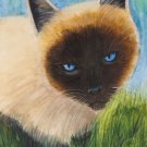 Siamese Cat 7x10 Mixed Media Original Painting Cat Cats Pet Portrait Art Feline