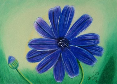 Pericallis Senetti 6x8 Colored Pencil Original Painting Drawing Flower Floral Botanical Art Daisy