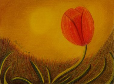 Sunset Sway 6x8 Colored Pencil Original Painting Drawing Flower Floral Botanical Art Tulip
