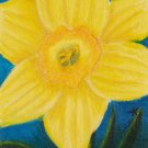 Yellow Daffodil 2.5x3.75 ACEO ATC Colored Pencil Original Painting Drawing Floral Flower Botanical