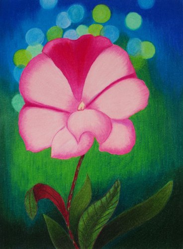 New Guinea Impatien 9x12 Colored Pencil Original Painting Drawing Floral Art Flower Botanical