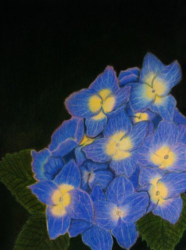 Hydrangea Flowers 9x12 Colored Pencil Original Painting Drawing Floral Flower Botanical Art