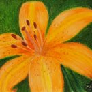 Daylily 2.5x3.75 ACEO ATC Colored Pencil Original Painting Drawing Floral Flower Botanical