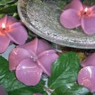 Periwinkle Flower- Lavender Scented Floating Candle (3 Pack)