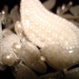 $19.99 Bridal Wedding Veil Prom Pageant Pearl&cristals Loop-Full Round Tiara,Crown Headband #H17947