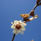 10 japan allspice,winter sweet,seeds Chimonanthus Praecox