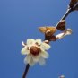 10 japan allspice,winter sweet,seeds Chimonanthus Praecox