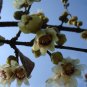 10 Japan allspice,winter sweet,seeds Chimonanthus Praecox
