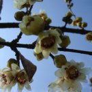 1  small plant of japan allspice,winter sweet گیاه کوچک گل یخ از
