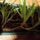 3 Pup very healthy baby Organic Bundles of Aloe Vera Barbadensis Plants 8"