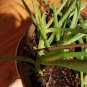 3 Pup very healthy baby Organic Bundles of Aloe Vera Barbadensis Plants 8"