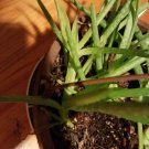 3 Pup very healthy baby Organic Bundles of Aloe Vera Barbadensis Plants 2"- 3"