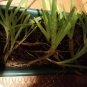 3 Pup very healthy baby Organic Bundles of Aloe Vera Barbadensis Plants 2"- 3"