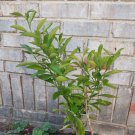 3 Year Old Organic  Lemon Tree, Citrus, Live Plant Bare Root Unbranded