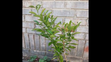 3 Year Old Organic  Lemon Tree, Citrus, Live Plant Bare Root Unbranded