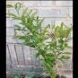 3 Year Old Organic Lemon Tree, Citrus, Live Plant Bare Root Unbranded