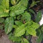 3 Organic Mint Live Plant 4" tall bare root mint plant very healthy.