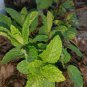 3 Organic Mint Live Plant 4" tall bare root mint plant very healthy.