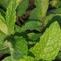 3 Organic Mint Live Plant 4" tall bare root mint plant very healthy.