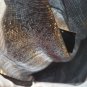 NWT,CEJON Black      Silver Shimmery Sparkling Metalic 72"X29" Wrap Shawl Scarf