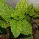 3 Organic Mint Live Plant  6"+ tall  bare root mint plant very healthy.