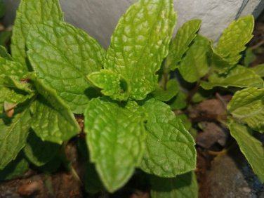 3 Organic Mint Live Plant  6"+ tall  bare root mint plant very healthy.