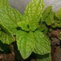 3 Organic Mint Live Plant  6"+ tall  bare root mint plant very healthy.