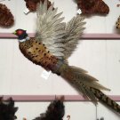 Pheasant