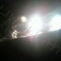 2003 2004 2005 2006 2007 2008 Mazda6 Bright White Replacement Lights Bulbs for Headlamps Headlights