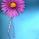 Flower Hair & Clothing Clips with trim