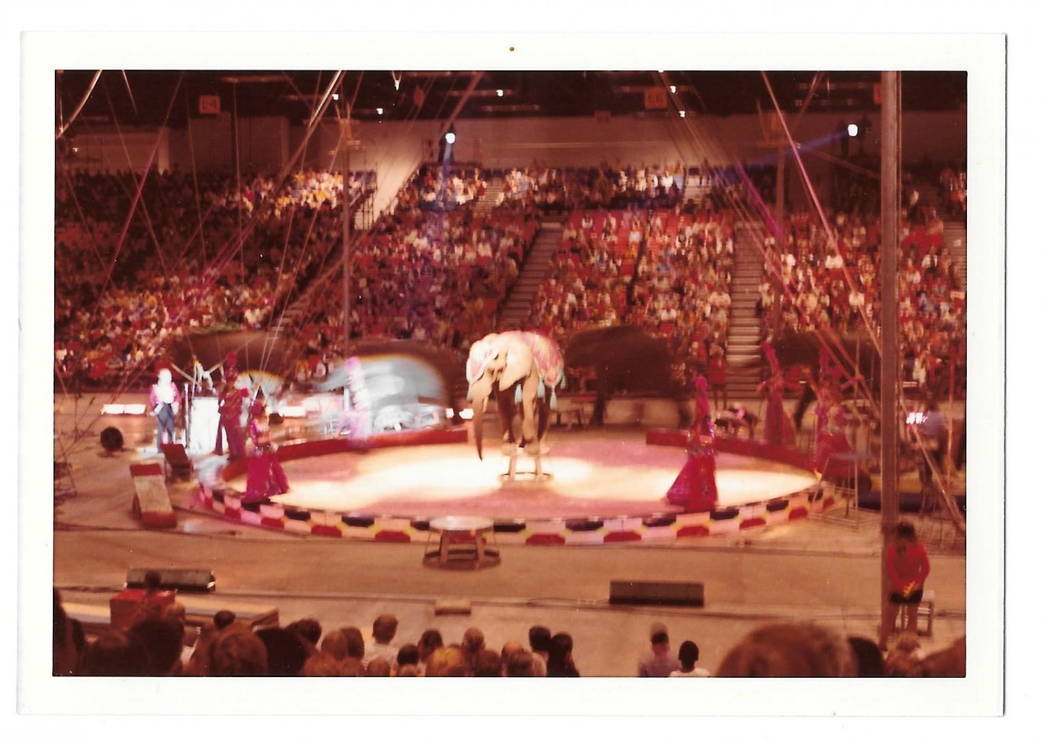 Circus Photo Elephant Balancing Act Center Ring 1970s Vintage Glossy ...